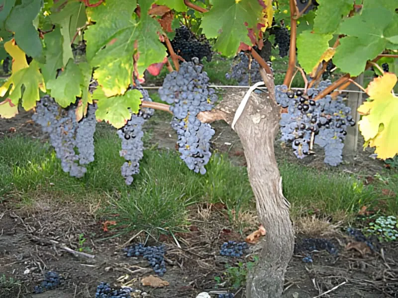 Multiple grape clusters hanging from mature grapevine