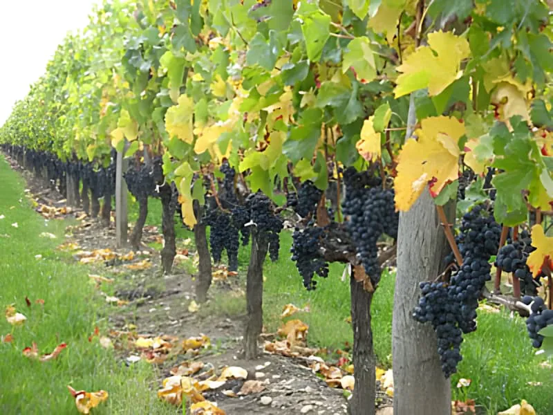 Vineyard rows heavy with grapes during autumn harvest