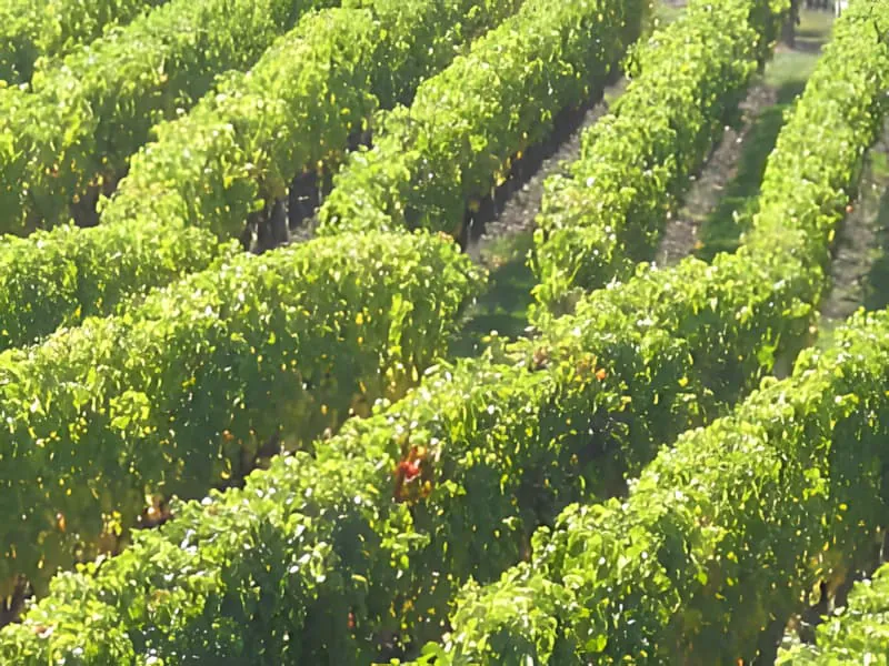Aerial view of vineyard blocks during harvest season