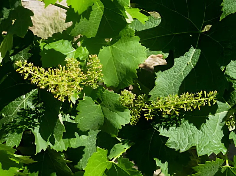 Grapevine in full bloom with delicate flower clusters