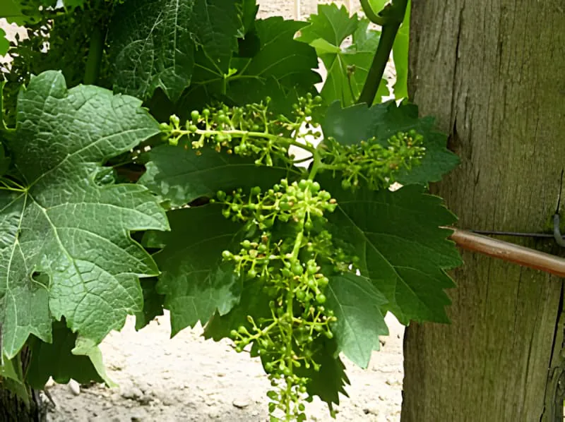 Early fruit set stage with tiny green grape pearls forming on vine