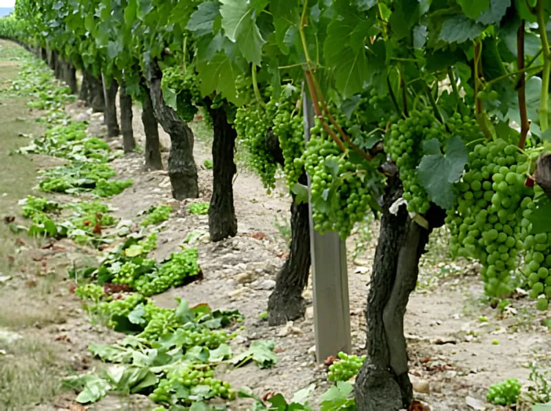 Vineyard rows during green harvest grape thinning process