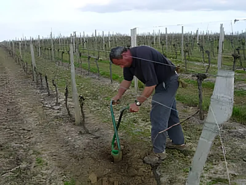 Ouvrier plantant des vignes de Merlot de remplacement à racines nues au Château Plaisance en février.
