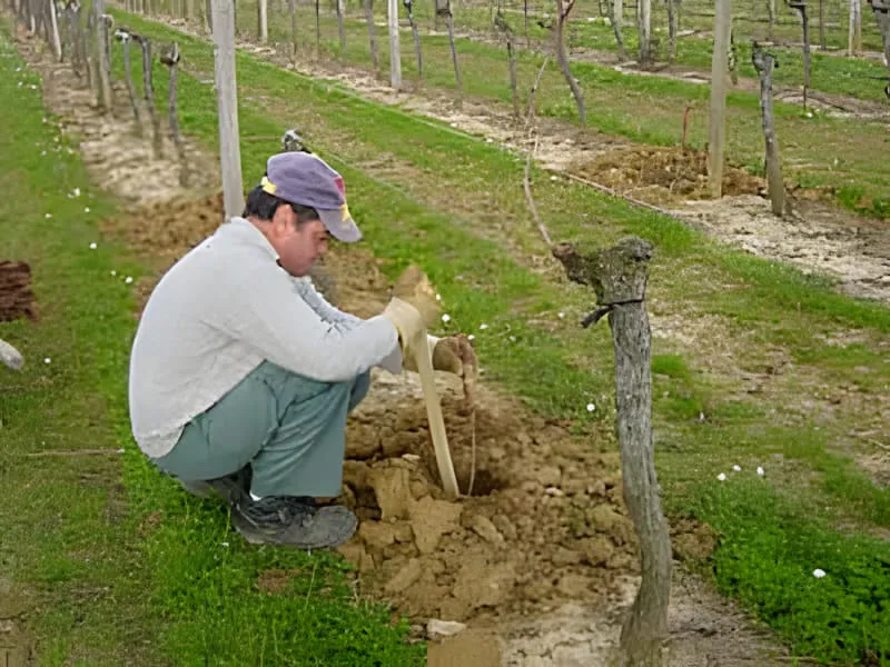 Ouvrier plantant soigneusement de nouveaux pieds de vigne dans une rangée de vignoble organisée au Château Plaisance.