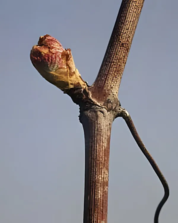 Close-up of vine bud showing "pointe verte" spring growth emergence