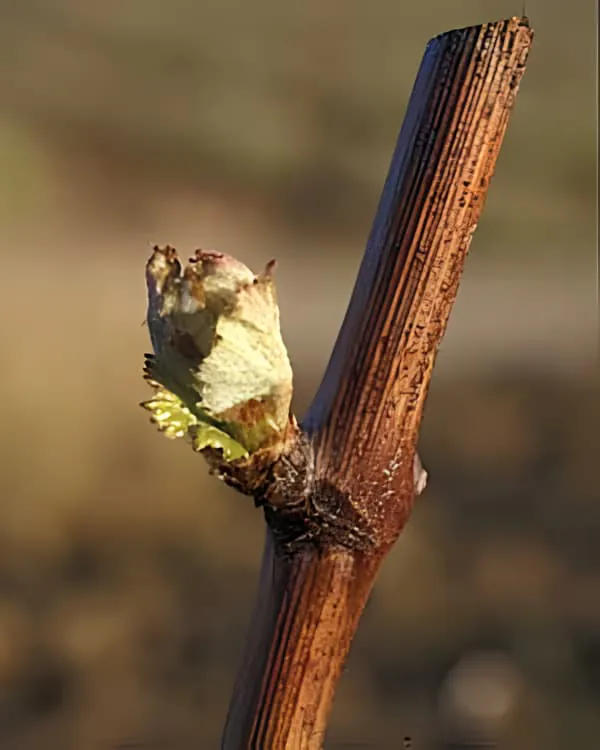 Detailed view of emerging vine bud with early spring development