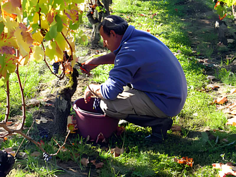 Harvest worker collecting grapes in traditional harvest basket