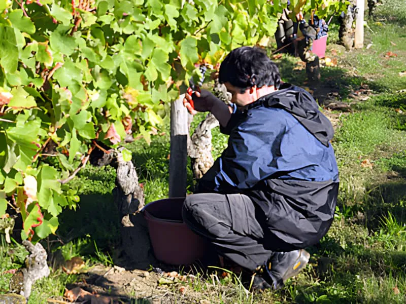 A vineyard worker hand-harvesting dark purple grapes from a vine into a bucket.